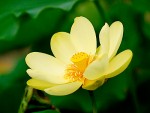 Ảnh: Hoa Sen Vàng