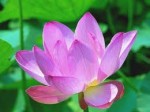 Hoa Sen Việt Nam