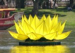 Sen vàng khổng lồ trên sông Hương