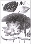 Sen và y học cổ truyền