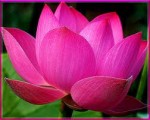 Hoa sen hồng nhận được sự đồng tình của người dân ba miền cho ngôi vị quốc hoa