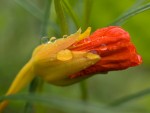 Vẻ đẹp quyến rũ - hoa sen cạn