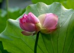Loài sen quý hiếm của Việt Nam Tịnh Đế Liên