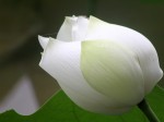 Mùa hạ sen nở hết
