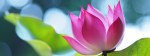 Hoa sen Việt nam quý và hiếm đa dạng chủng loại