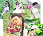 Hình Ảnh Hoa Sen Đẹp Nhất Khiến Bạn Mê Mẩn
