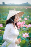 Mùa sen trên đất Quảng Nam miền trung