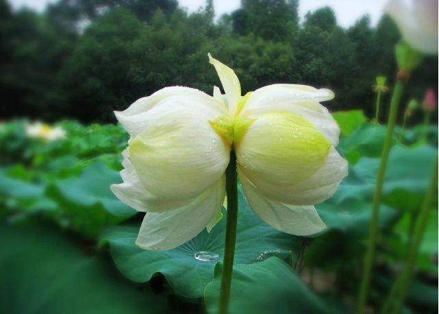 sen-tinh-de-viet-nam-2-hoasenvang.com.vn.jpg