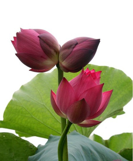 sen-tinh-de-viet-nam-do-tuoi-2-hoasenvang.com.vn.jpg