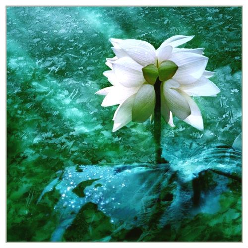 sen-tinh-de-viet-nam-trang-bach-1-hoasenvang.com.vn.jpg