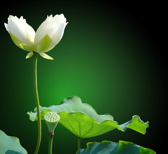 sen-tinh-de-viet-nam-trang-tinh-1-hoasenvang.com.vn.jpg