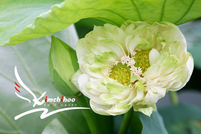sen-tinh-de-viet-nam-vua-no-1-hoasenvang.com.vn.jpg