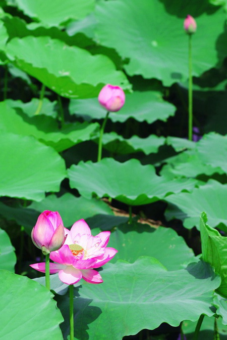 1-hoa-sen-dep-ho-tay-nhung-doa-sen-vua-moi-hai-hoasenvang.jpg
