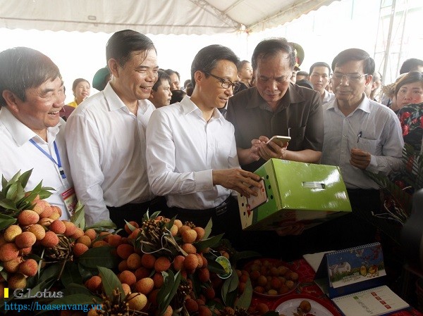 hai duong se xuat khau 1 000 tan vai thieu trong nam 2018 2