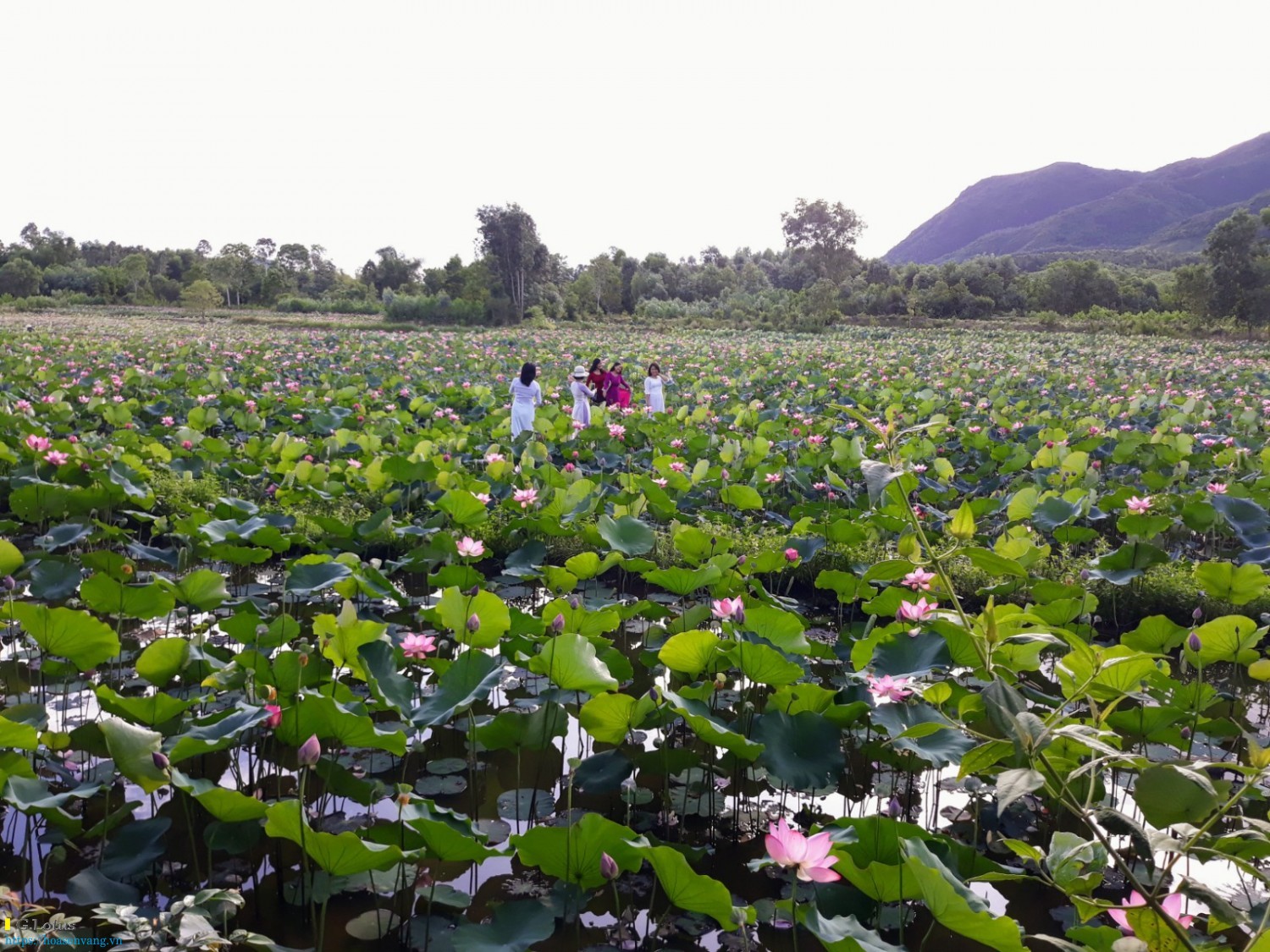 Ve tra ly ngam hoa sen dam sen 1