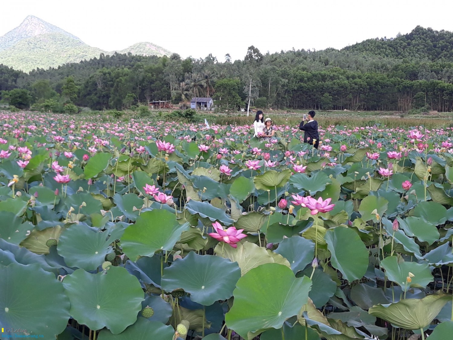 Ve tra ly ngam hoa sen dam sen 5