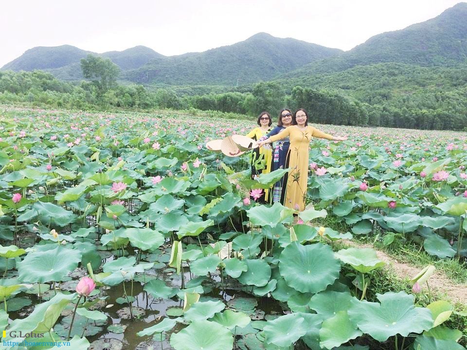 Ve tra ly ngam hoa sen dam sen 6