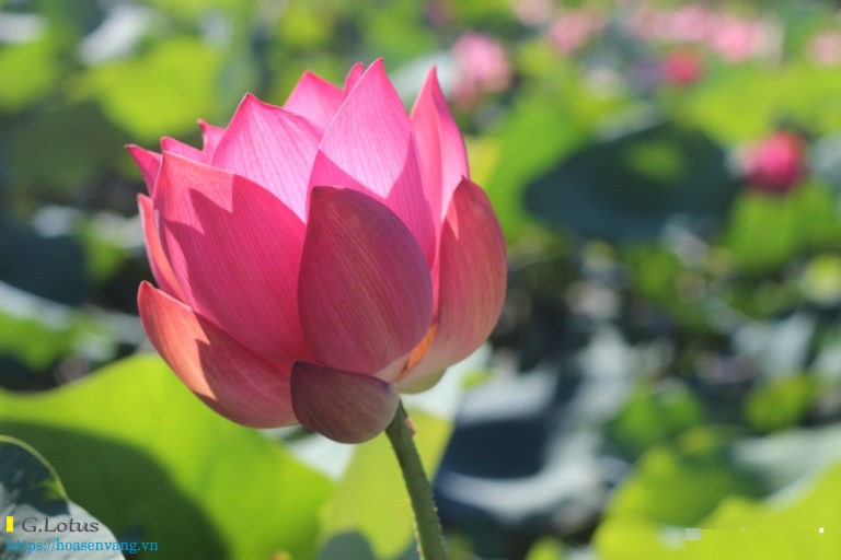 Ve tra ly ngam hoa sen dam sen 8